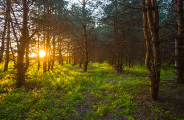 Obraz premium green forest glade at the sunset, good for natural background