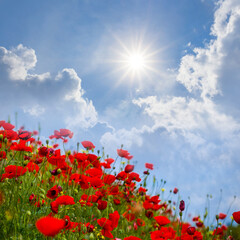 closeup red poppy flowers in green grass under a sparkle sun, beautiful summer natural background