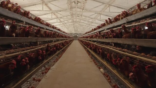 chicken farm