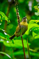bird on a branch