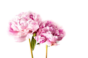 Two pink peony flower isolated on white background. Place for text. Copy space
