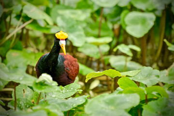 bird of paradise