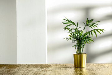 A golden table with a palm tree and a pedestal, an empty space against a wall with a shadow from...