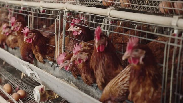 chicken farm