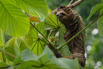 squirrel on a branch