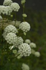 Wild carrot, Daucus carota blooming in meadow. Wild grass plants in rainy day.