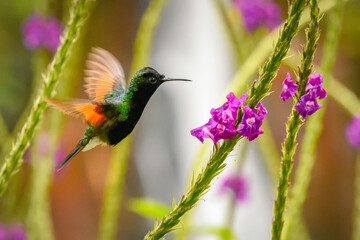 hummingbird on flower