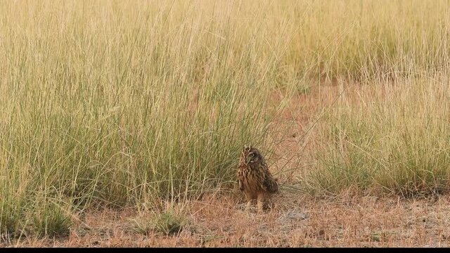 full shot with zoom out effect of short eared owl or Asio flammeus on ground during winter migration in open field and grassland of tal chhapar sanctuary churu rajasthan india
