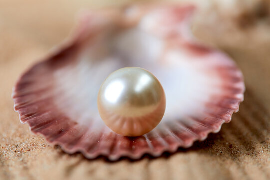 beach white sand with pearl in clam shell