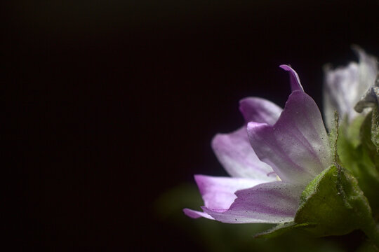 flores de malva bajo la luz del flash fotografico, foto macro
