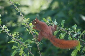 Obraz premium Eichhörnchen auf einem Baum
