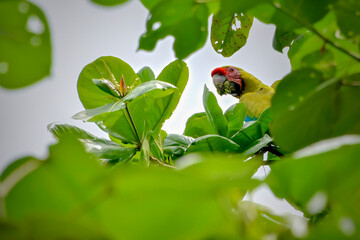 red and green parrot