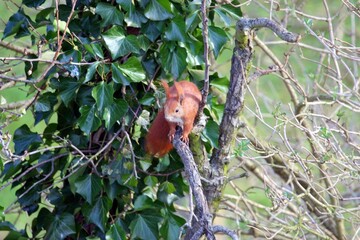 Nahaufnahme Eichhörnchen auf einem Baum