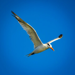 seagull in flight