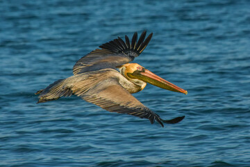 pelican in flight