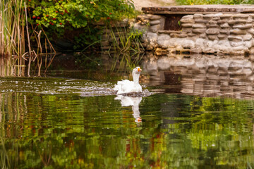 beautiful pair of geese floating on water