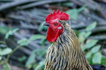 beautiful cock on grass background