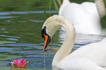 	
Swan swimming on a lake	