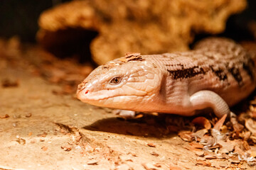 Beautiful blue-eyed skink lizard, tiliqua scincoides