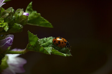Fototapeta premium flor malva con una mariquita o chinita encima de sus petalos purpuras