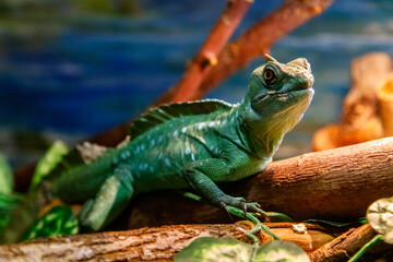 Beautiful Lizard Helmeted Basilisk, Plumed Basiliscus, Basilscus plumiphrins