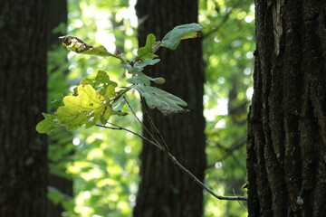 sun light in green leaves