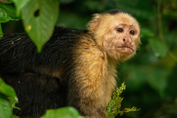 a long macaque