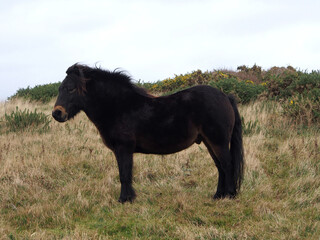 Fototapeta na wymiar Wild pony in a field on the coast, UK