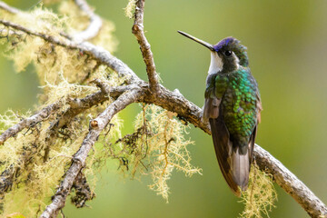 hummingbird on a branch