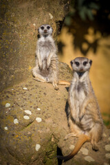 meerkat gang in zoo park