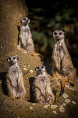 meerkat gang in zoo park