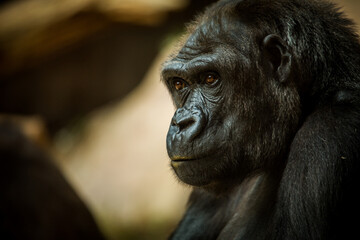 portrait of a gorilla eating