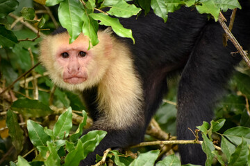 a long macaque
