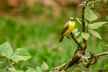 yellow billed hornbill