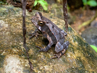 frog on the ground