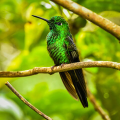 hummingbird on a branch