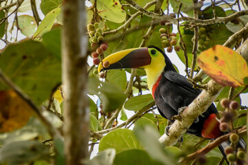 yellow billed toucan © Edd