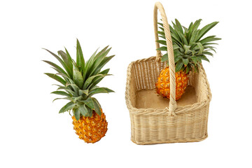 isolated fruit with a clipping path, The pineapple (Ananas comosus) is a tropical plant with an edible fruit and the most economically significant plant in the family Bromeliaceae. 
