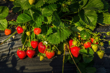 Reportage sur la culture de fraises - obrazy, fototapety, plakaty