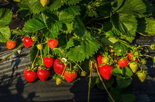 Reportage sur la culture de fraises