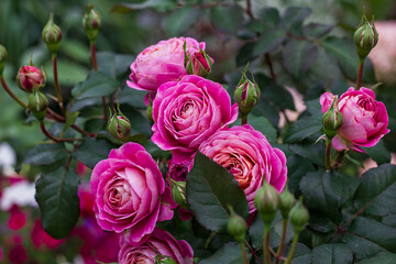rose of the Centenaire de l'Hay-les-roses variety. French selection.
