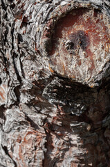 tree details and wood textures