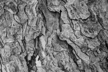 tree details and wood textures