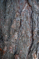 tree details and wood textures