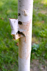 Peeling bark of paper birch (Betula papyrifera Marshall)