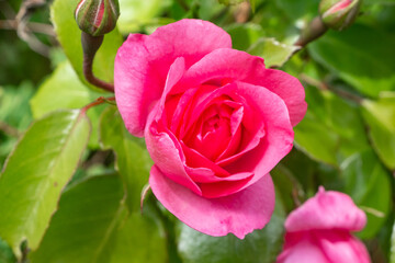 Pink rose in a garden during summer