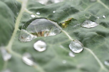Gotas de agua sobre verdura