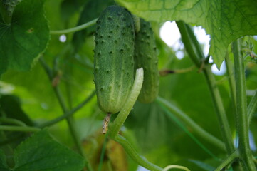 Cucumbers in the garden