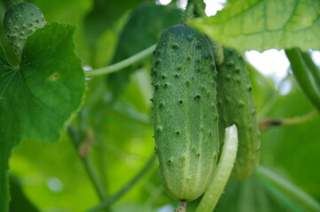 Cucumbers in the garden