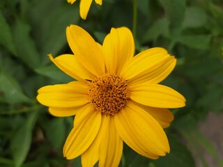 yellow flower in the garden